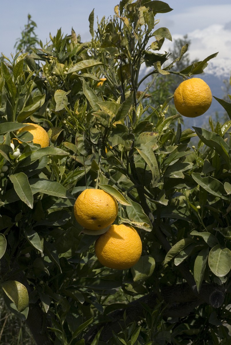 Citrus sinensis Citrus sinensis